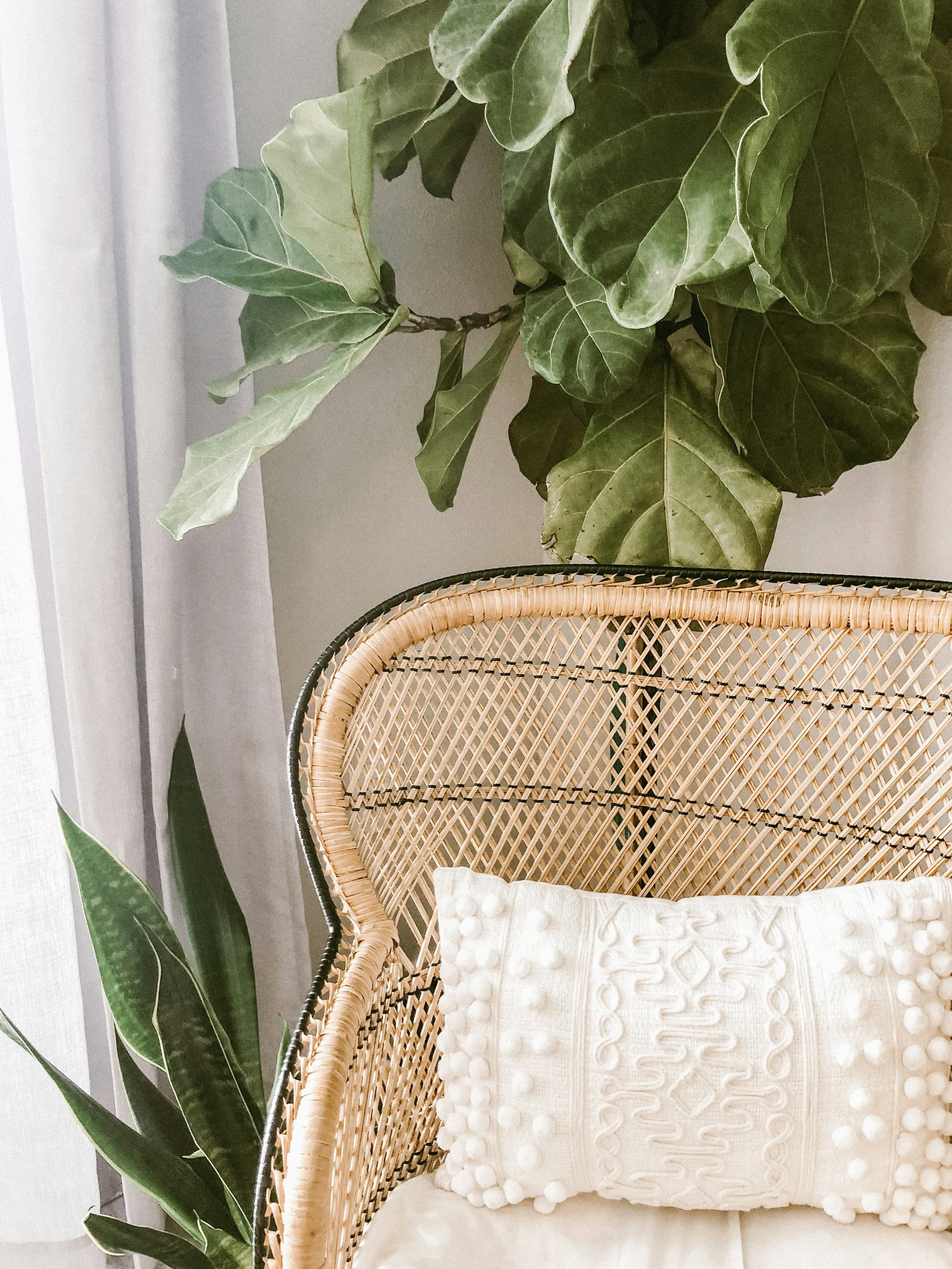 A comfortable chair infront of a green plant